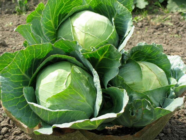 Cabbage, it is green its healthy and good for you. Uh huh