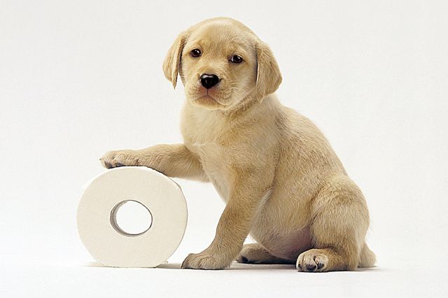 Andrex Puppy and loo roll