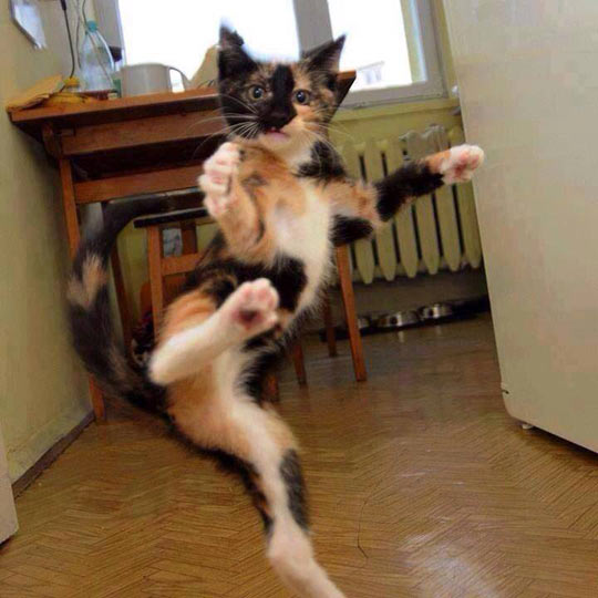 we are training our cats in Karate