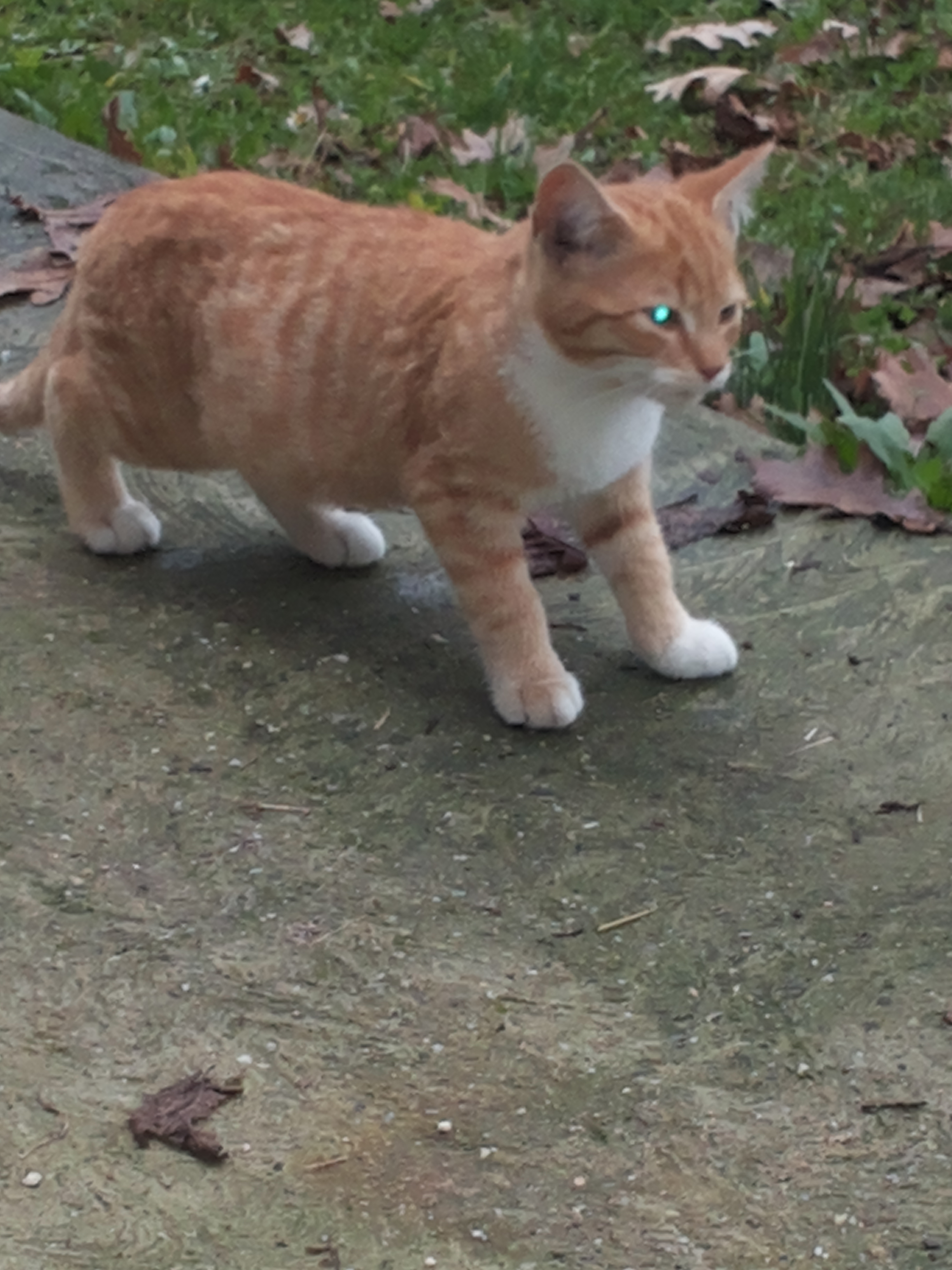 Mrs Sensible's manky cat