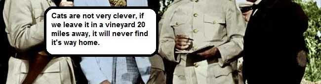 Mrs Sensible’s Manky&nbsp;Cat