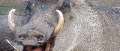 Sheep and a Wild&nbsp;Boar